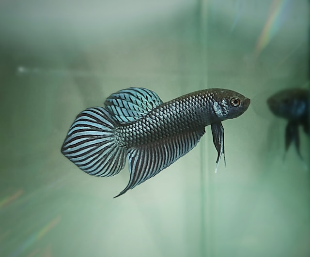 Betta splendens — variété Alien