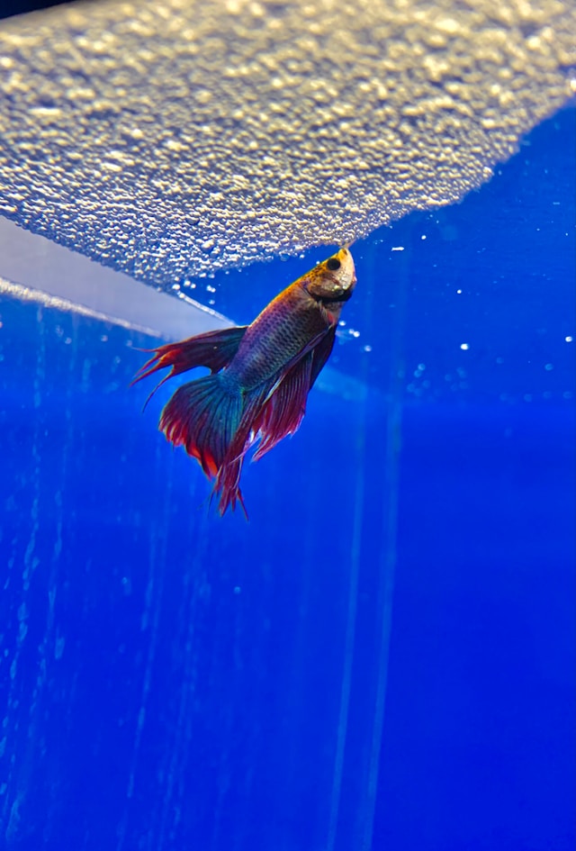 Betta splendens construisant son nid de bulles